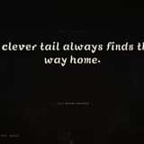 Tailflare playful brush font used for a short quote