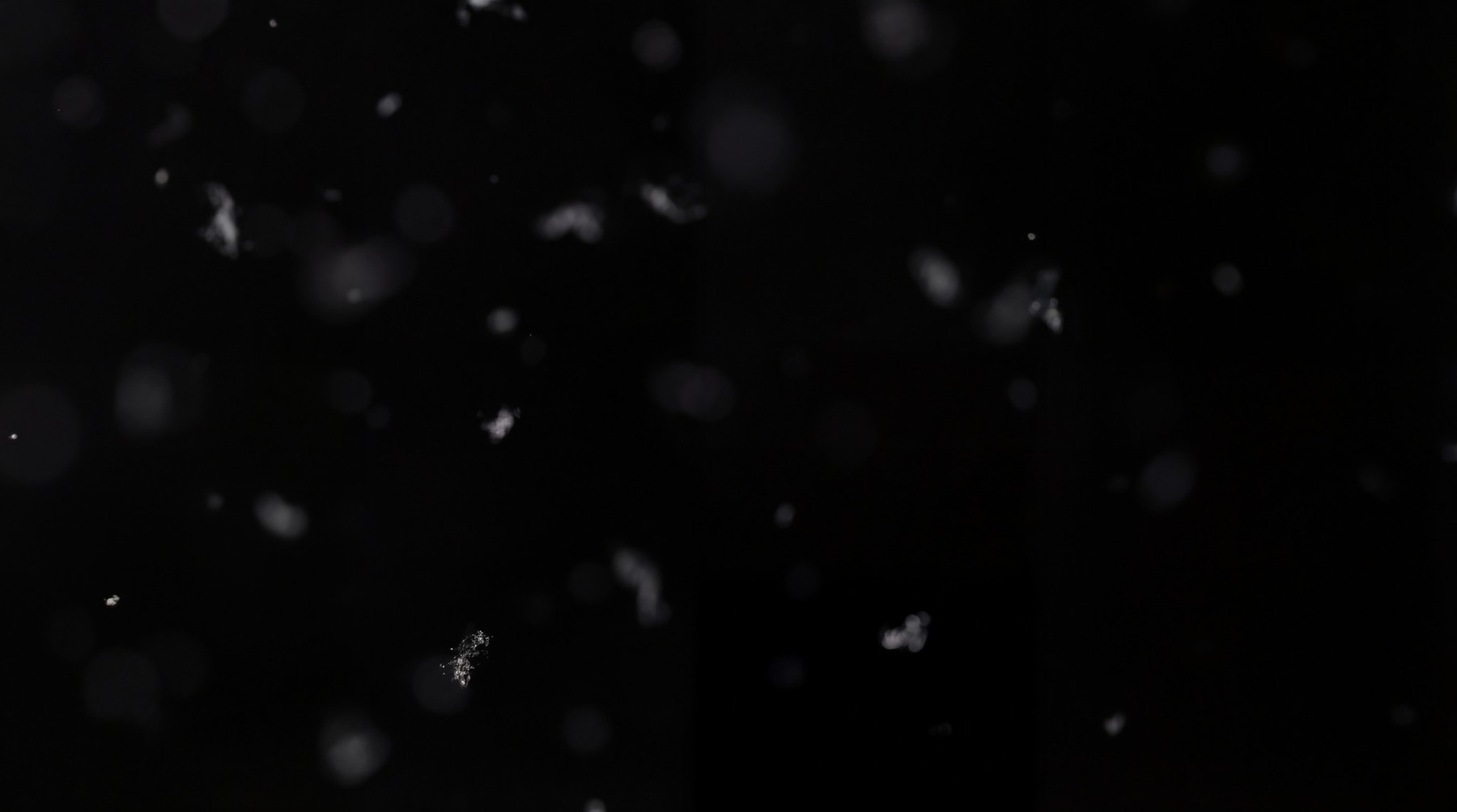 A collection of delicate, white snowflakes drifting against a pure black background, with some bokeh elements adding depth.